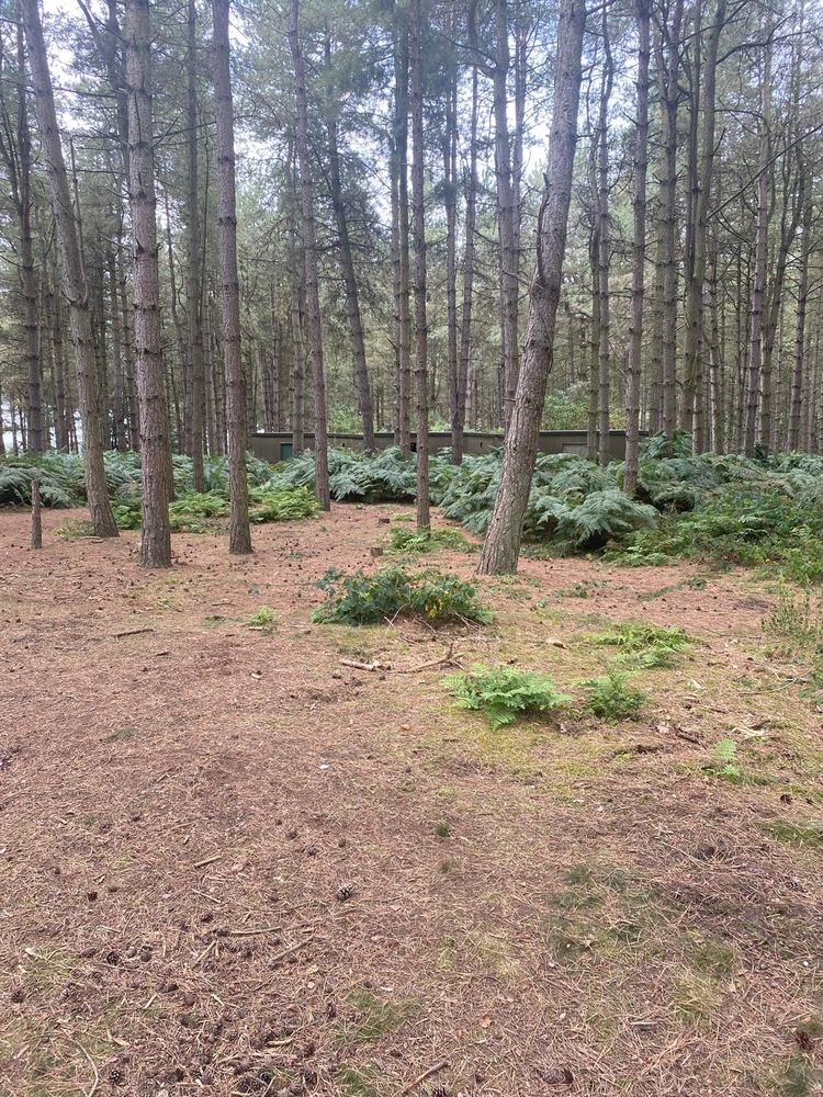 Singledge Lane Woods